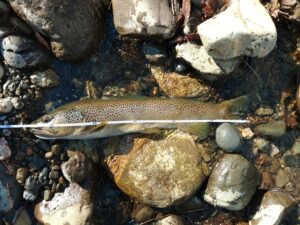 解禁日2.16渓流釣り釣果！！５５ｃｍ超えのブラウントラウト